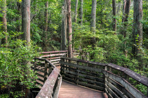 A boardwalk on the Bald Cypress path in First Landing state park, Virginia Beach, Va,